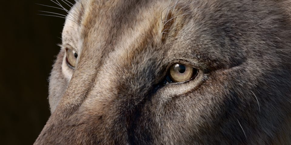 Panthera Spelaea, rendered on blender.farm
